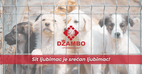 Džambo fondacija – nova misija u zaštiti napuštenih životinja