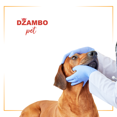 Nega očiju za pse