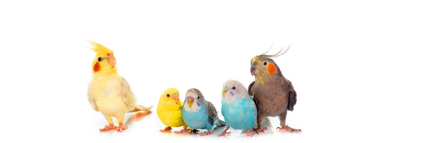 Džambo Pet – online shop za kućne ljubimce
