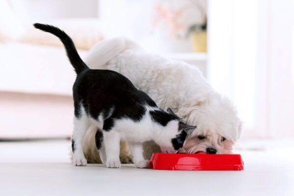 Kuca i maca jedu gotovu hranu