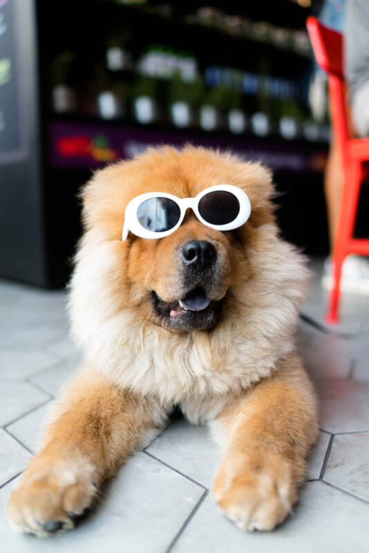 Džambo Pet – online shop za kućne ljubimce