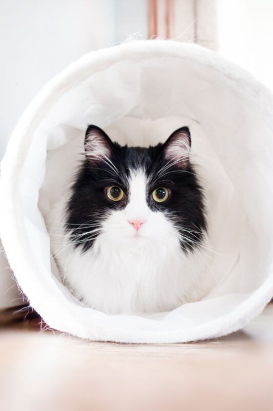 Džambo Pet – online shop za kućne ljubimce