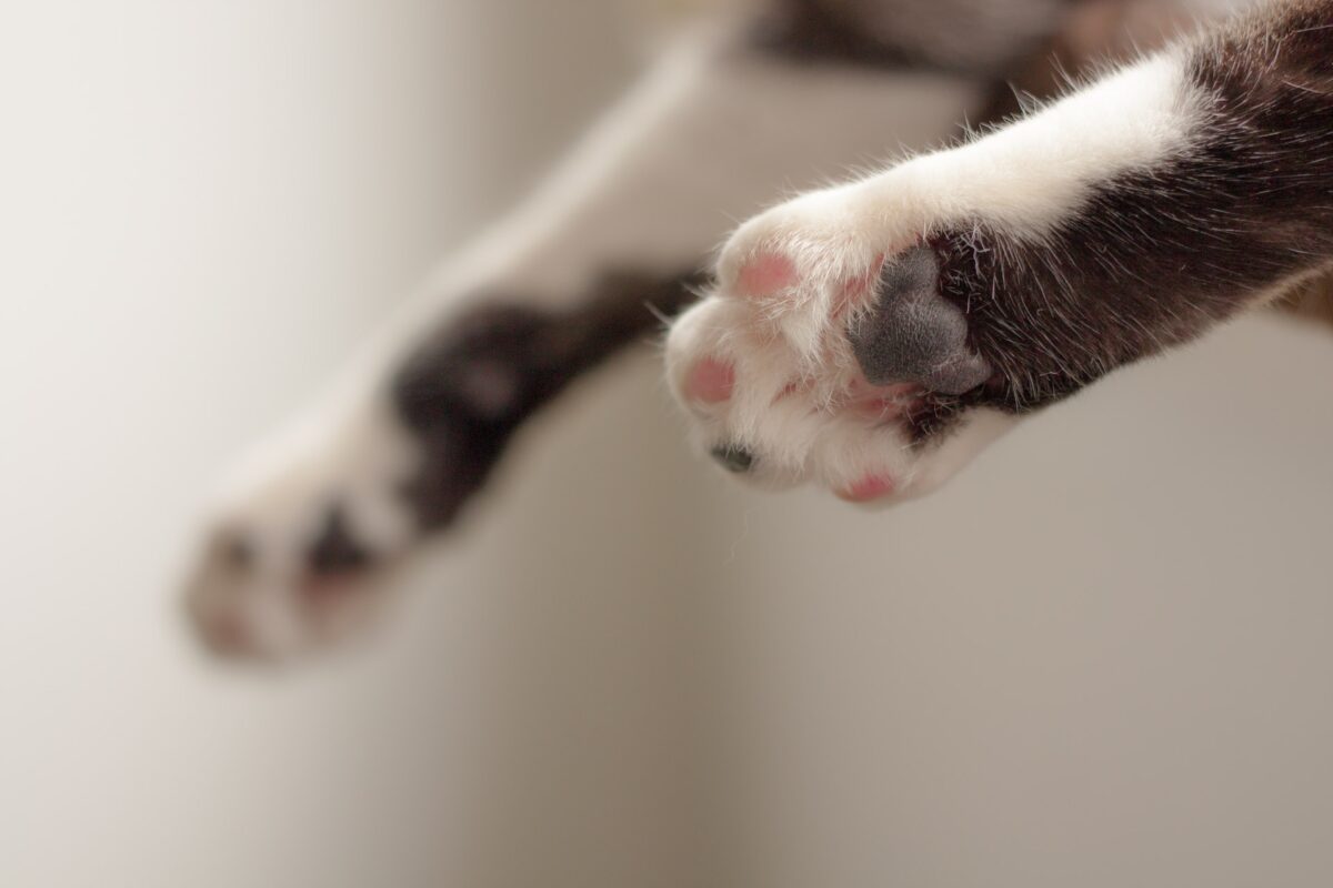 Džambo Pet – online shop za kućne ljubimce