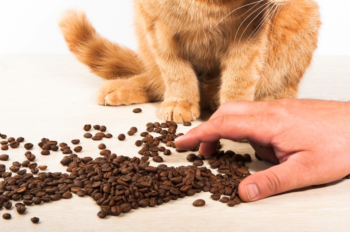 Džambo Pet – online shop za kućne ljubimce