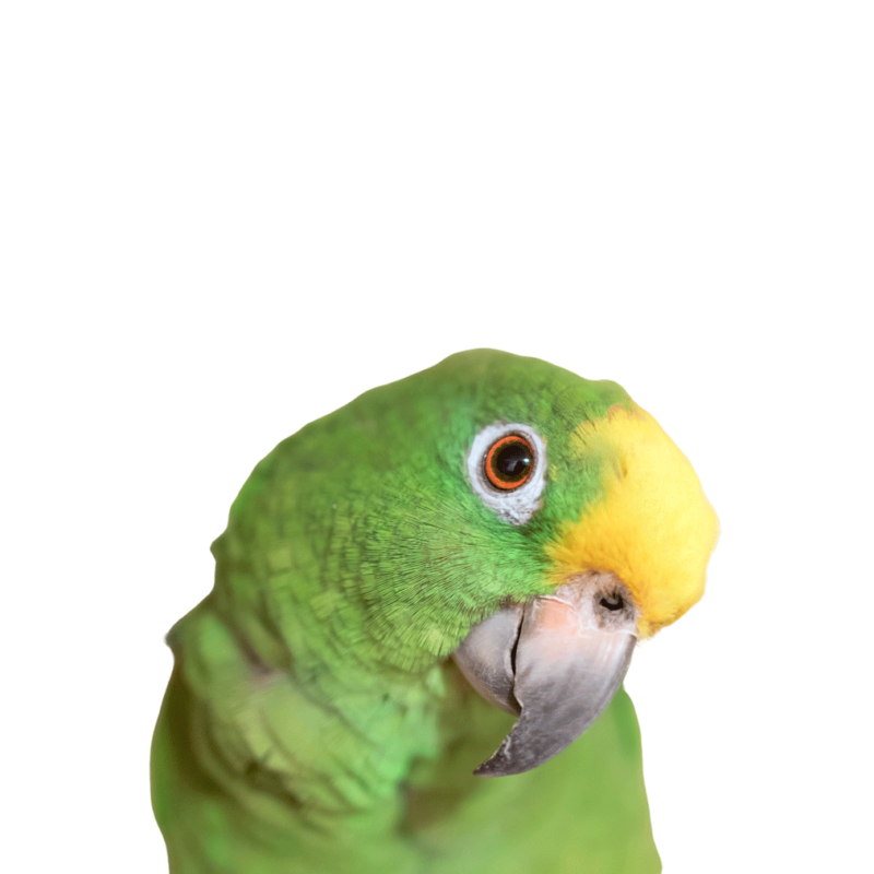 Džambo Pet – online shop za kućne ljubimce