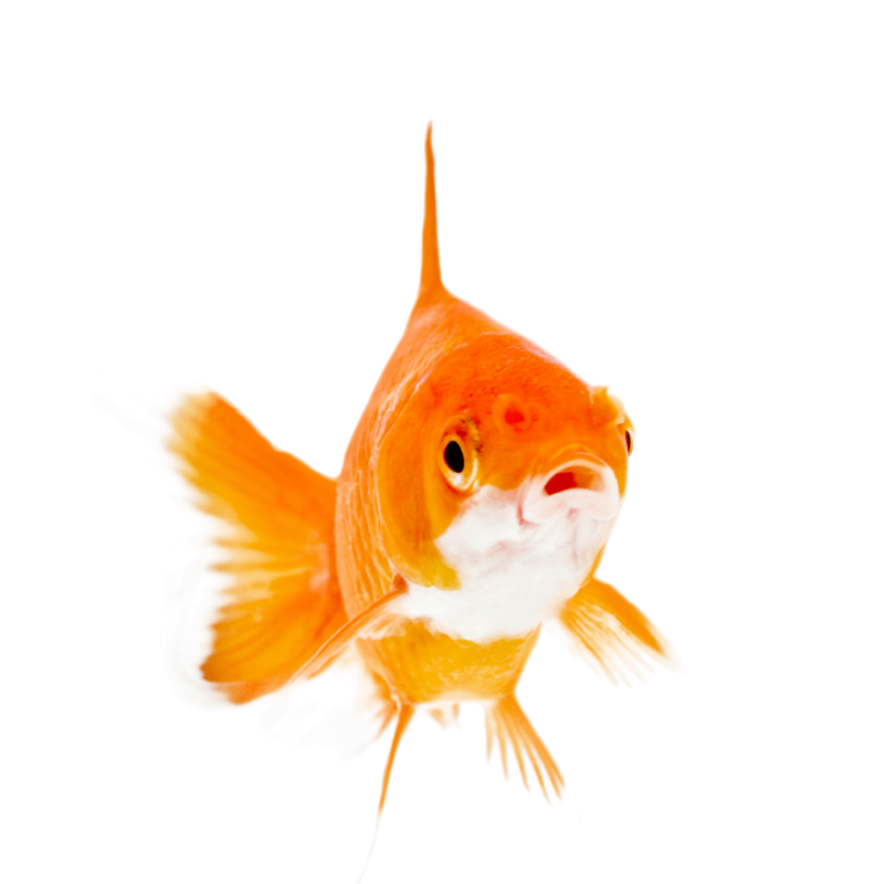 Džambo Pet – online shop za kućne ljubimce