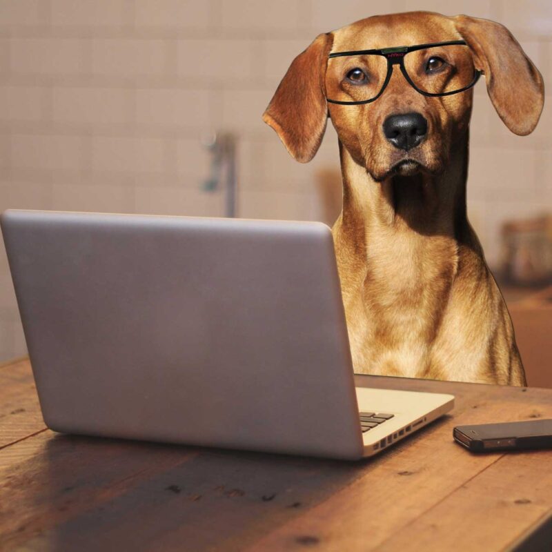 Džambo Pet – online shop za kućne ljubimce