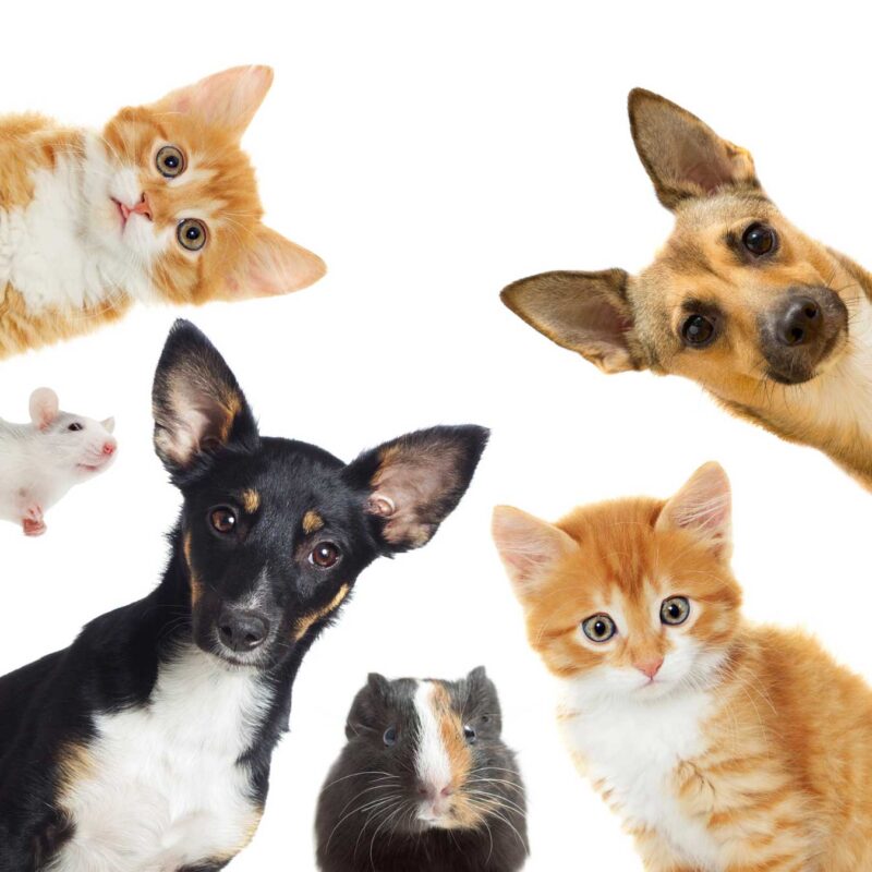 Džambo Pet – online shop za kućne ljubimce