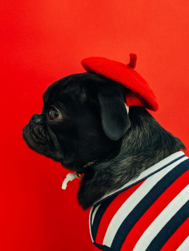 Džambo Pet – online shop za kućne ljubimce