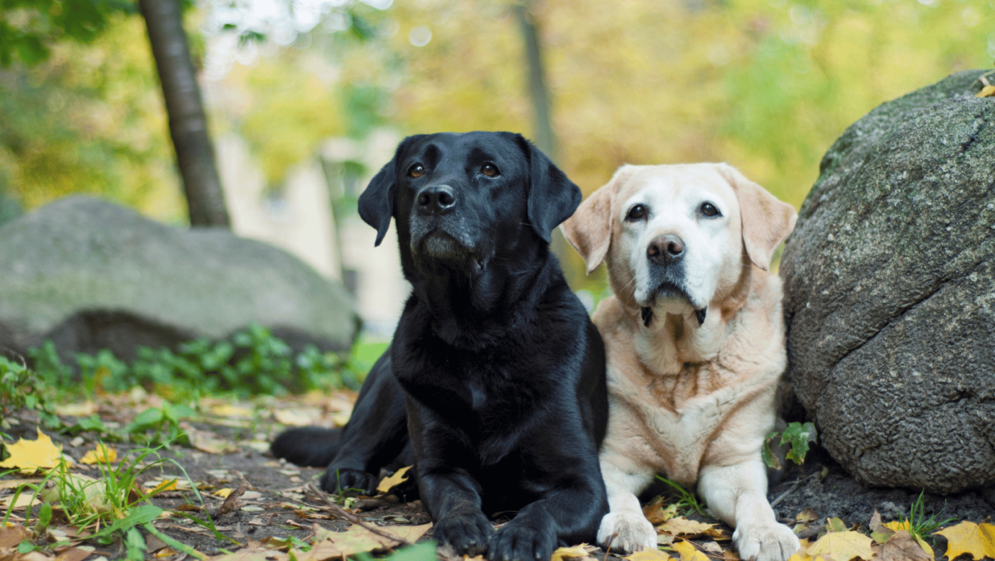 Labradori