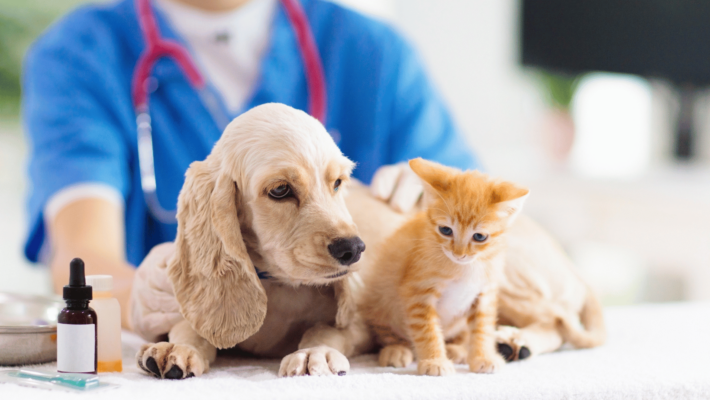 pas i mačka kod veterinara