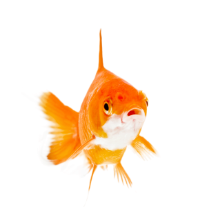 riba